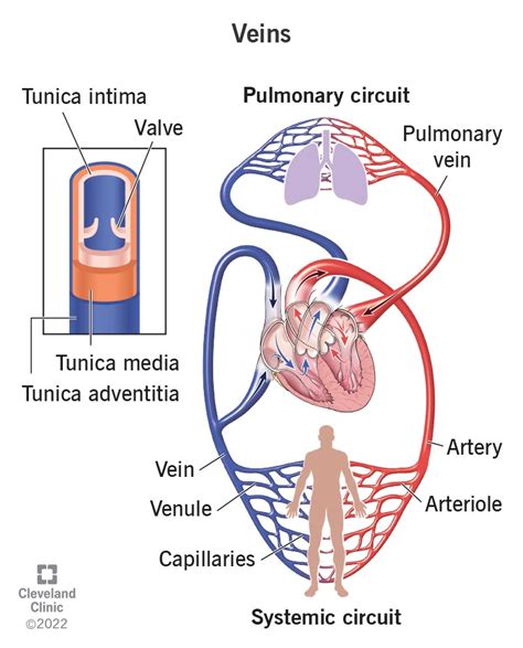 Image result for Blood Circulation System