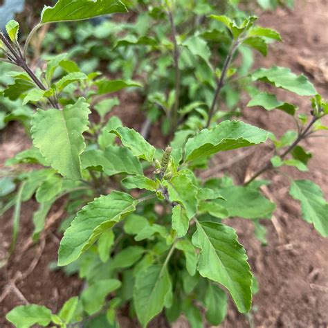 Rama Tulsi / Holy Basil Seeds - The Plant Good Seed Company