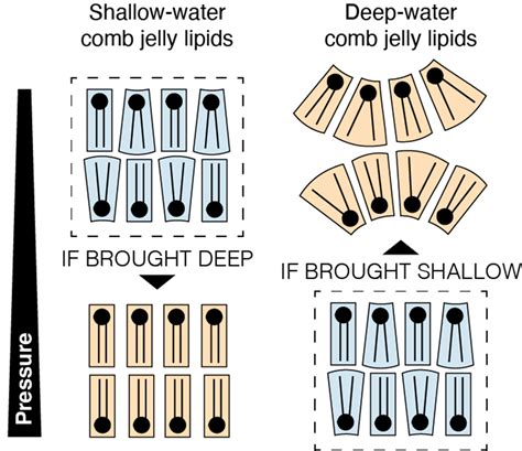 How jellyfish survive pressures that would crush you into oblivion | Science | AAAS