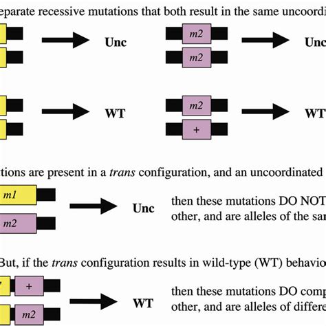 Image result for Complementation Testing