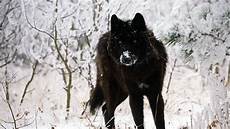 Black Wolf Wallpaper 1920x1080 by Wolf Wallpapers 1920x1080 Wallpaper Cave Black Wolf Wallpaper 1920x1080