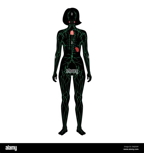 Lymphatic system, illustration Stock Photo - Alamy