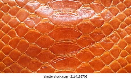 Image result for Computer Science Coding Red Python