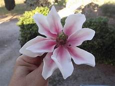 fiori di pasta di zucchero senza stini fior di zucchero by lorella magni i miei quot fiori di zucchero quot fiori di pasta di zucchero senza stini fior di zucchero by lorella magni i miei quot fiori di zucchero quot