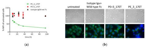 A Tetravalent Biparatopic Antibody Causes Strong HER2 Internalization ...