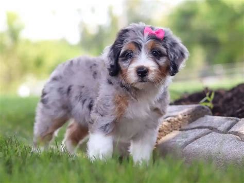 Bernedoodle Life Expectancy: Tips for a Longer Lifespan