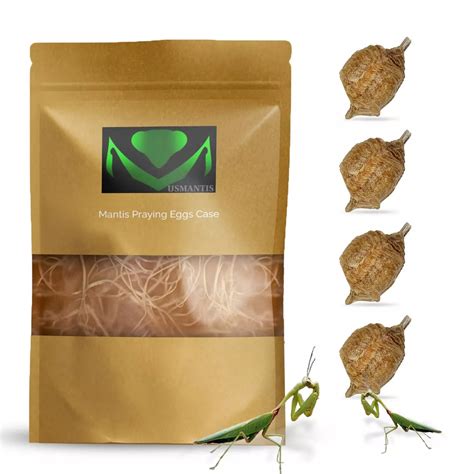 Praying Mantis Eggs With Hatching Bag - USMANTIS