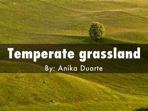 Grassland 的图像结果