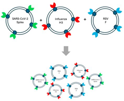 StealthX: A Versatile and Potent Exosome Based Vaccine Platform for the ...