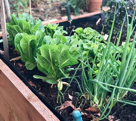 Raised Garden Bed Layers 8 Materials For Raised Garden Beds