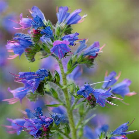 Genus Of Vipers Bugloss