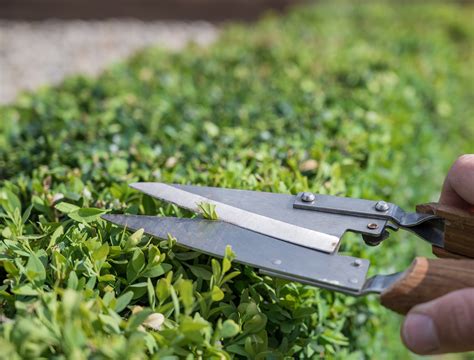 How to Grow and Care for Boxwood Shrubs
