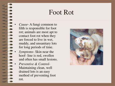 Types Of Foot Rot at Robin Bradley blog