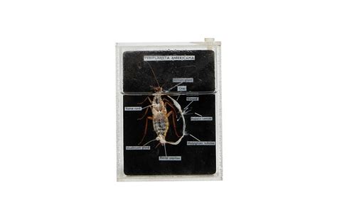 How to Dissect a Cockroach 的图像结果