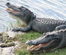alligators 的图像结果
