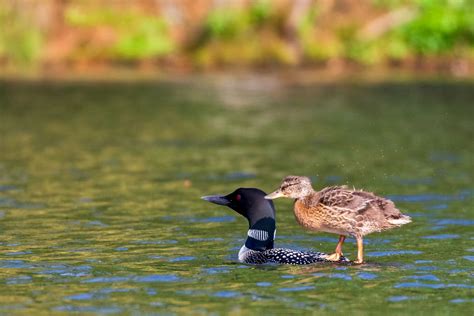 A Mallard Duckling Is Thriving—and Maybe Diving—Under the Care of Loon Parents | Audubon