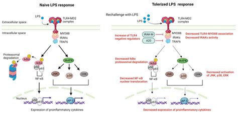 Interplay of Extracellular Vesicles and TLR4 Signaling in ...