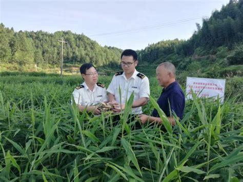 “姜军”乡！龙岩生姜生产出口占全省90%以上，今年出口超万吨