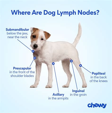 Swollen Lymph Nodes