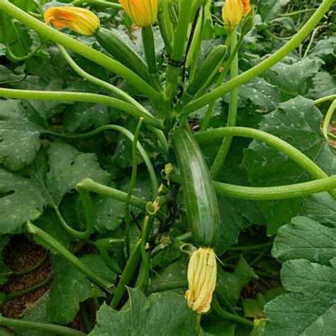 Buy Zucchini Green Long Hybrid F1 Seeds - High Yield, Easy to Grow