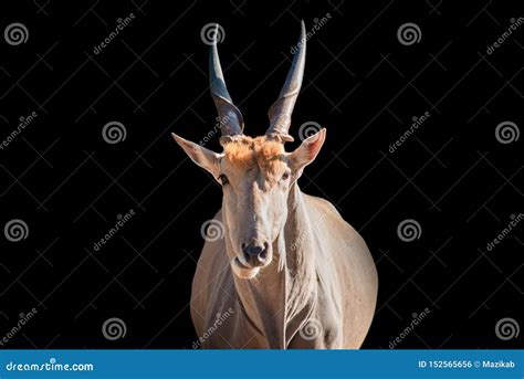 Spiral Horned Antelope