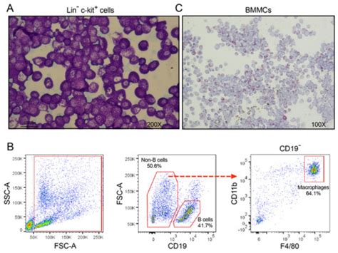 How Relevant Are Bone Marrow-Derived Mast Cells (BMMCs) as Models for ...