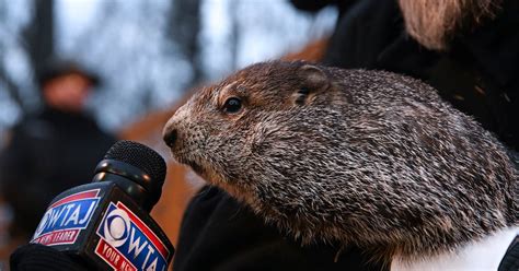 Groundhog Day 2024: What is it and who is Punxsutawney Phil? Slice of folklore explained | The ...