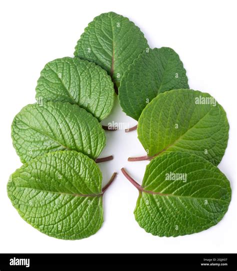 oregano leaves, also known as origanum or wild marjoram, most widely ...