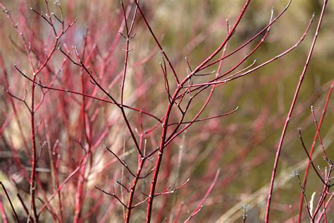 Red Twig Dogwood: Plant Care & Growing Guide
