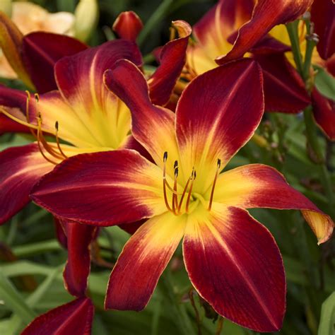 Flower Bulbs That Come Back Every Year at Kim Delapaz blog