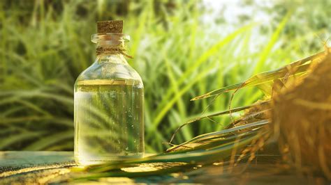 Vetiver Essential Oil: Benefits, Properties, and Uses
