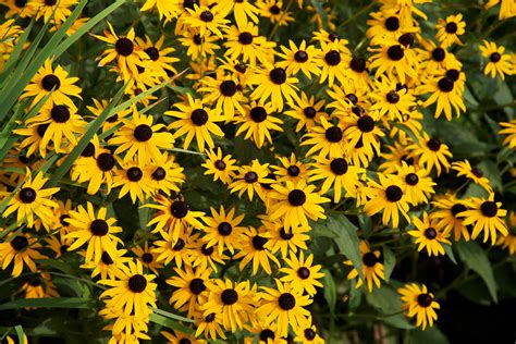 Black-eyed Susan · George Washington's Mount Vernon