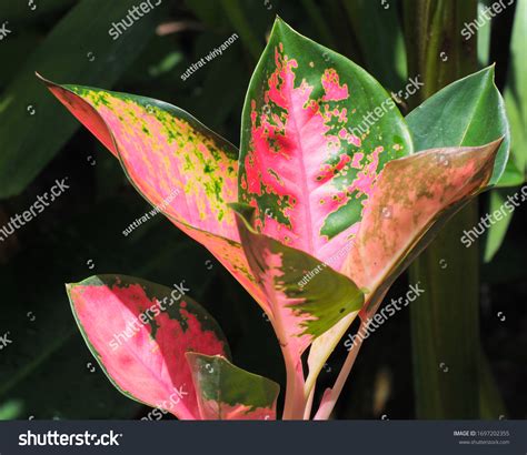 Red Aglaonema Plant Chinese Evergreen Plants Stock Photo 1697202355 ...