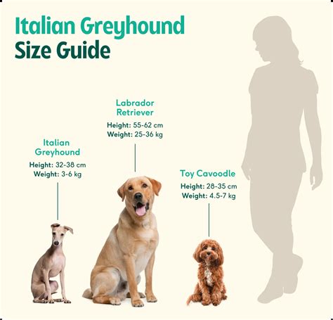 Italian Greyhound Size