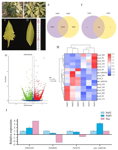 The Role of PnTCP2 in the Lobed Leaf Formation of Phoebe neurantha var ...