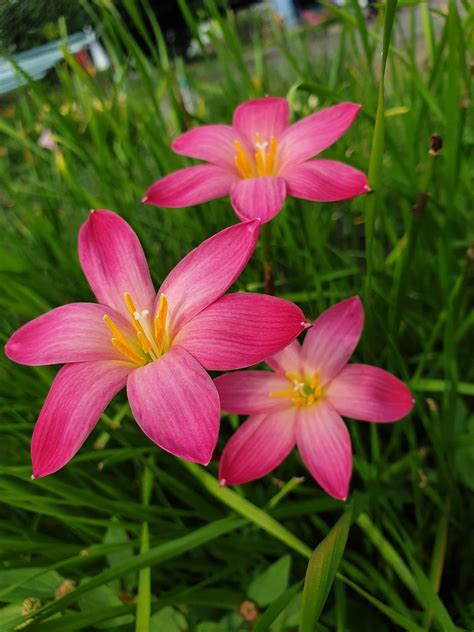 La dama durmiente de Rain Lily – Krishna’s Dream World