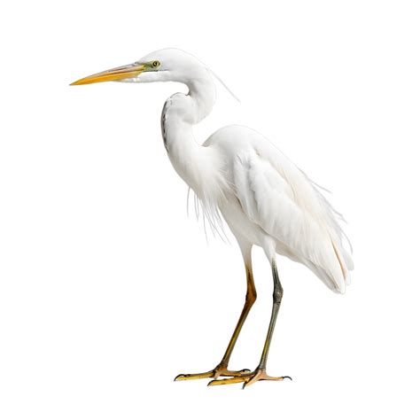 Elegant White Heron, Perfect for Wildlife Photography 53579945 PNG