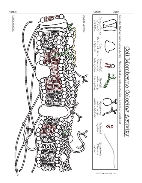 Cell Membrane Diagram Worksheet Sketch Coloring Page
