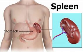 Image result for spleen