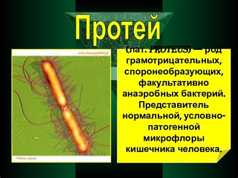Протей. Экология. Этиология и патогенез.