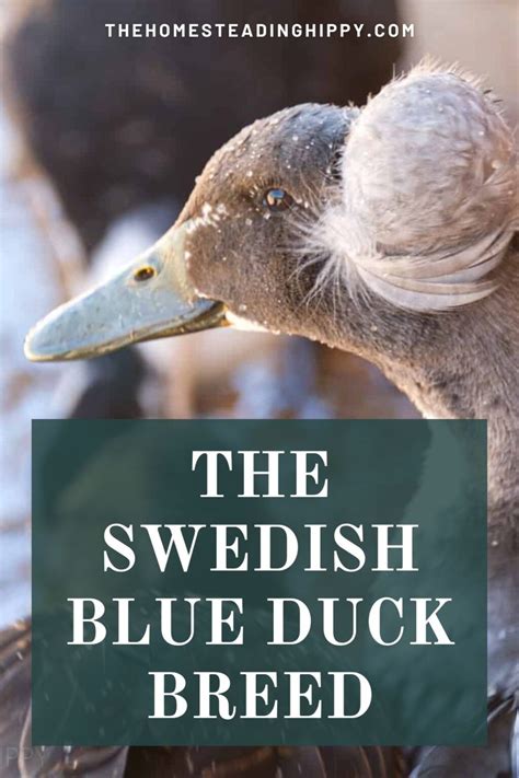 Blue Swedish Duck