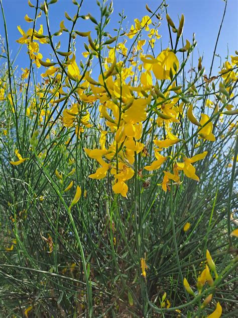 {Spartium junceum} or Spanish Broom, another useful and in Americas ...
