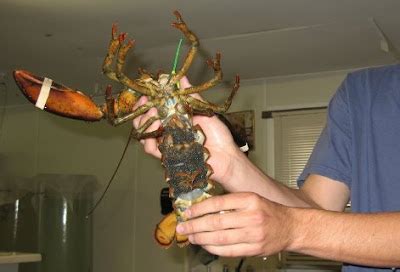 Bildergebnis für crab+and+lobster+pregnant