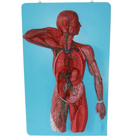 Weryu Anatomy Model Human Lymphatic System Model Human Anatomical Model ...