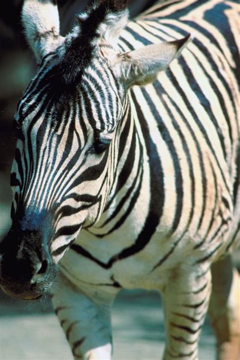 zebra 的图像结果