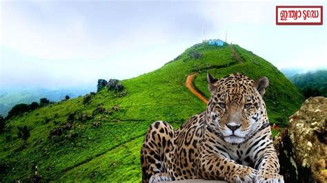 Leopard in Ponmudi: സൂക്ഷിക്കണം, പൊൻമുടിയിൽ പുള്ളിപ്പുലിയിറങ്ങി ...