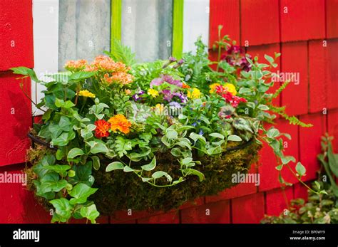 Window Box Flowers 的图像结果