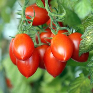 VibeX ® VMR-868 Tomato Garden Seeds - Grapette Hybrid Seed Price in ...