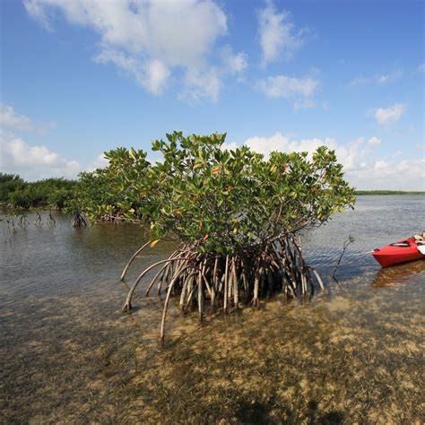 Biotic Component – Seamap Australia