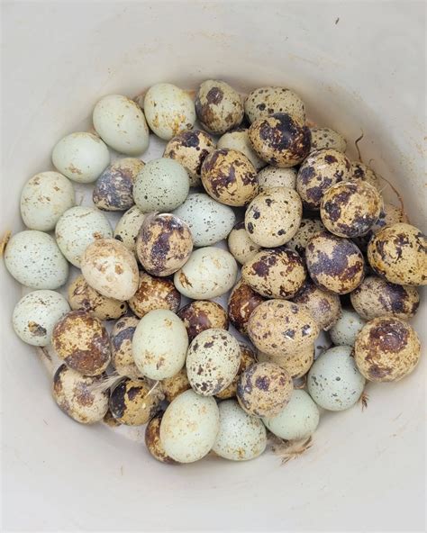 How Long Do Quail Lay Eggs? [Problems and Fixes]